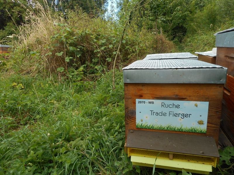 La ruche Trade Fierger